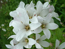 ����� ������������: ���� ������