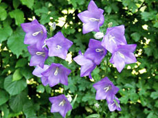 ����������� ��������������