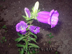 ������������ �������