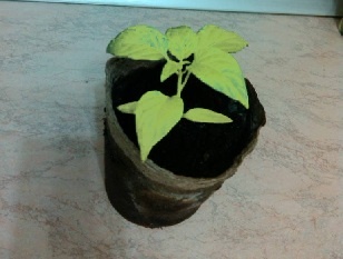 пожелтели перцы в торфяных горшочках