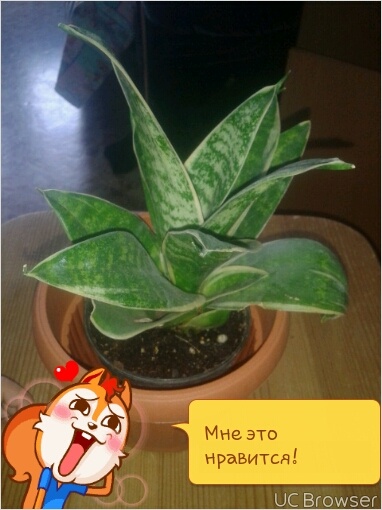 что это за цветок?