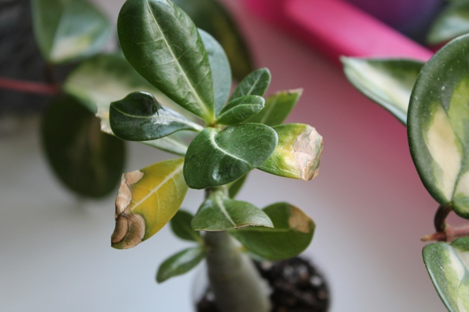 сухой воздух в квартире