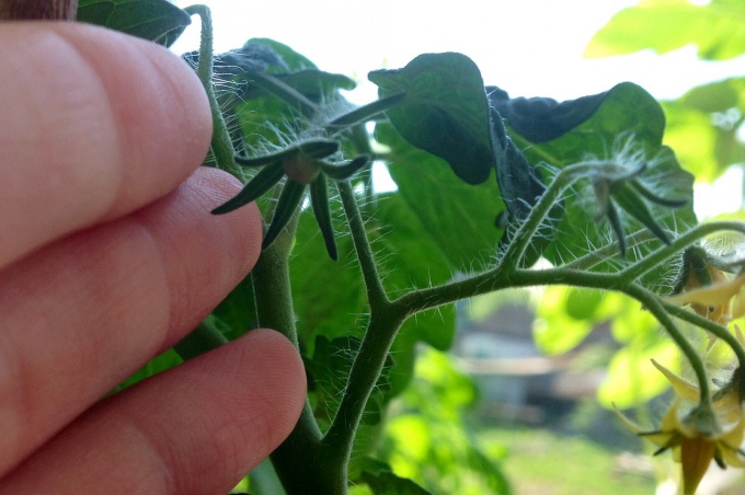 Моя первая помидорка