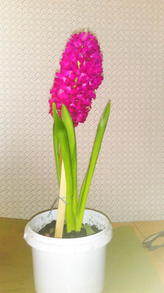 что за цветок