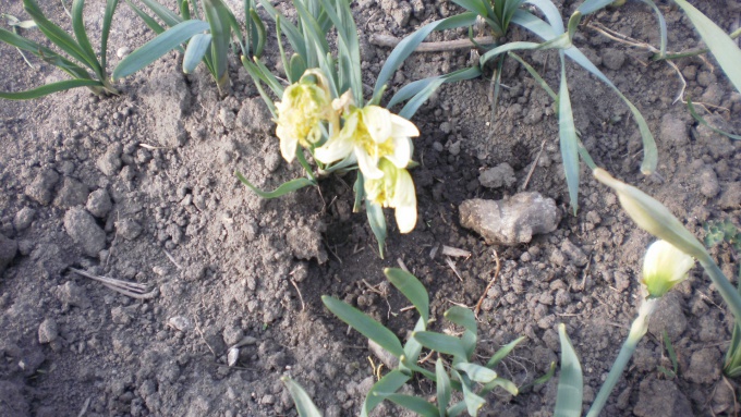 Испорченные цветы