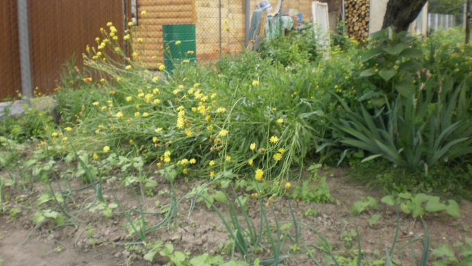 Скорцонера. Общий вид Скорцонера. Общий вид