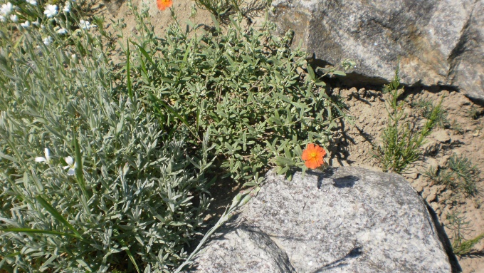 солнцецвет