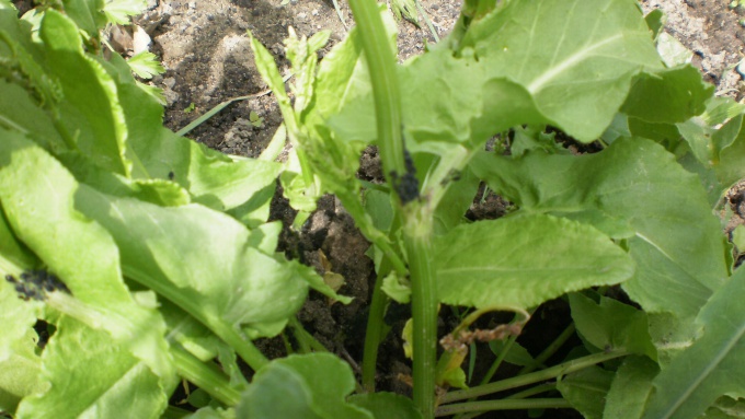 Тля на щавеле Тля на щавеле