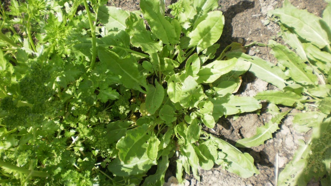 Куст щавеля Куст щавеля