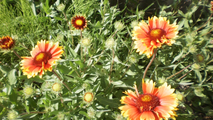 Цветы гайлардии