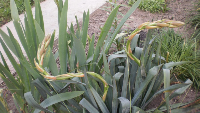 кривые цветоносы юкки